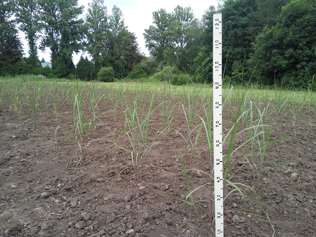  Рослини міскантусу першого року вегетації (липень 2019 р.)